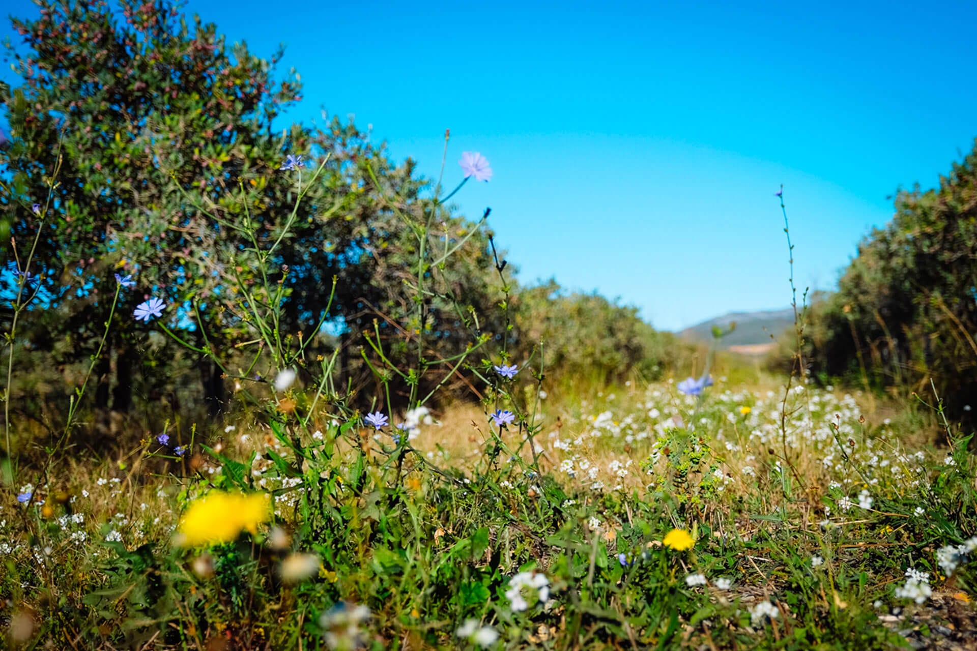 Nos oliveraies – Au cœur du terroir catalan