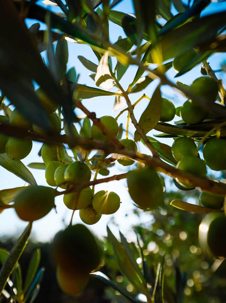 Focus sur les olives de l'huile d'olive bio Papillon