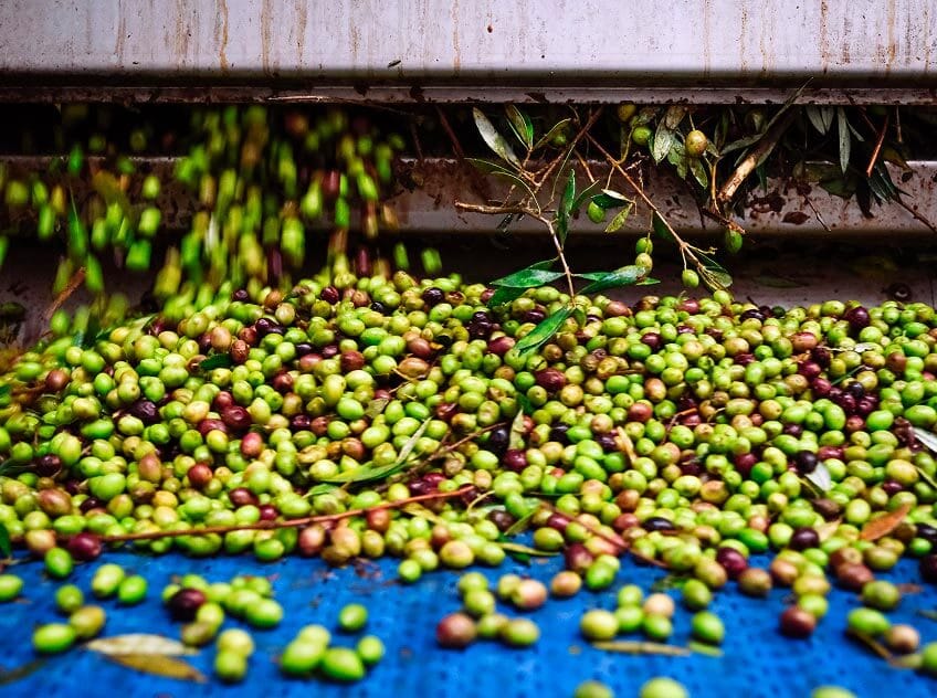 Processus de fabrication de l'huile d'olive Papillon bio