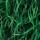 Herbe fraîchement coupée