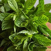 Menthe fraîche