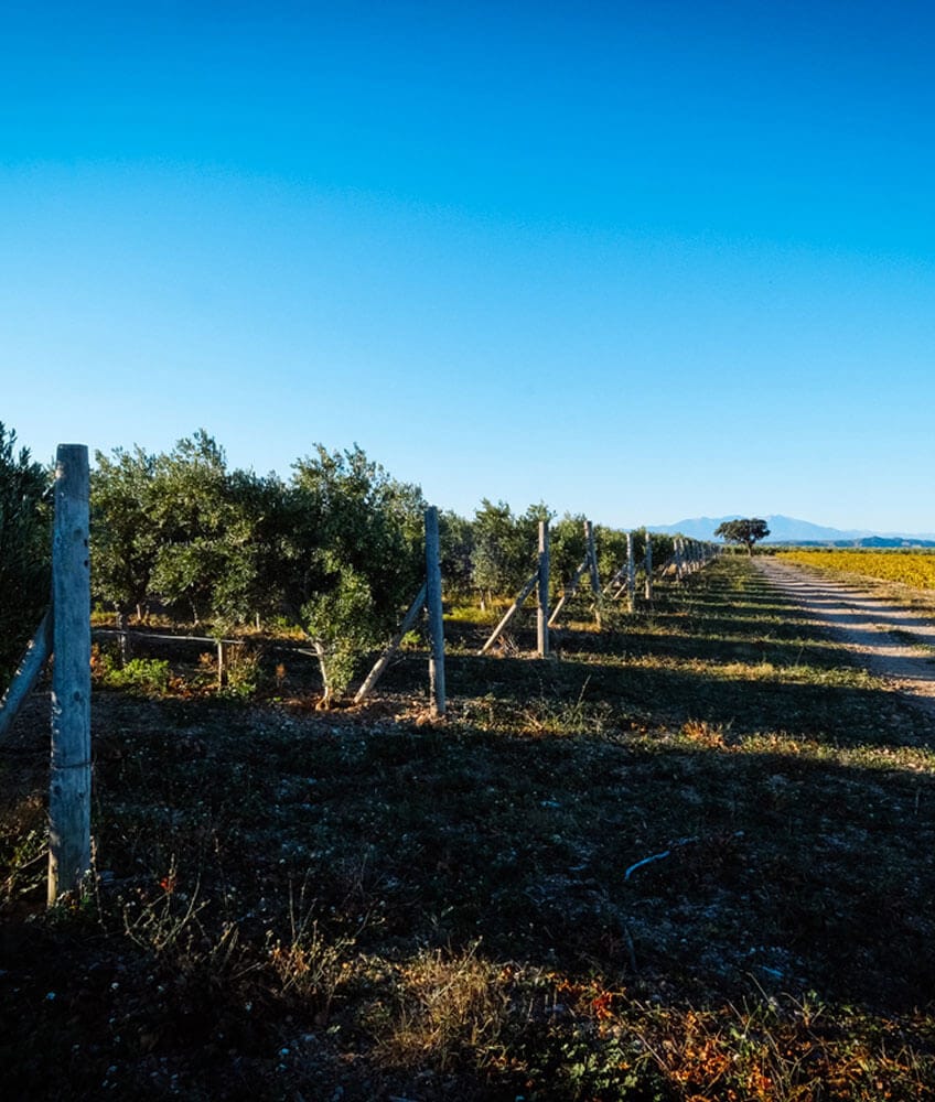 L'oliveraie Mas Pechot - huile d'olive bio Papillon