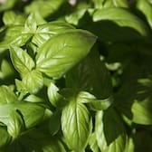 Feuilles de basilic