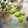 Variétés d'olives Arbequine - huile d'olive bio Papillon