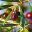Variétés d'olives Koroneiki - huile d'olive bio Papillon