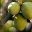 Variétés d'olives Arboussane - huile d'olive bio Papillon